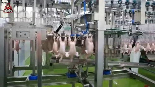 現(xiàn)代化雞肉加工廠,驚人的食品加工機(jī)器,雞在這就像一件工業(yè)產(chǎn)品